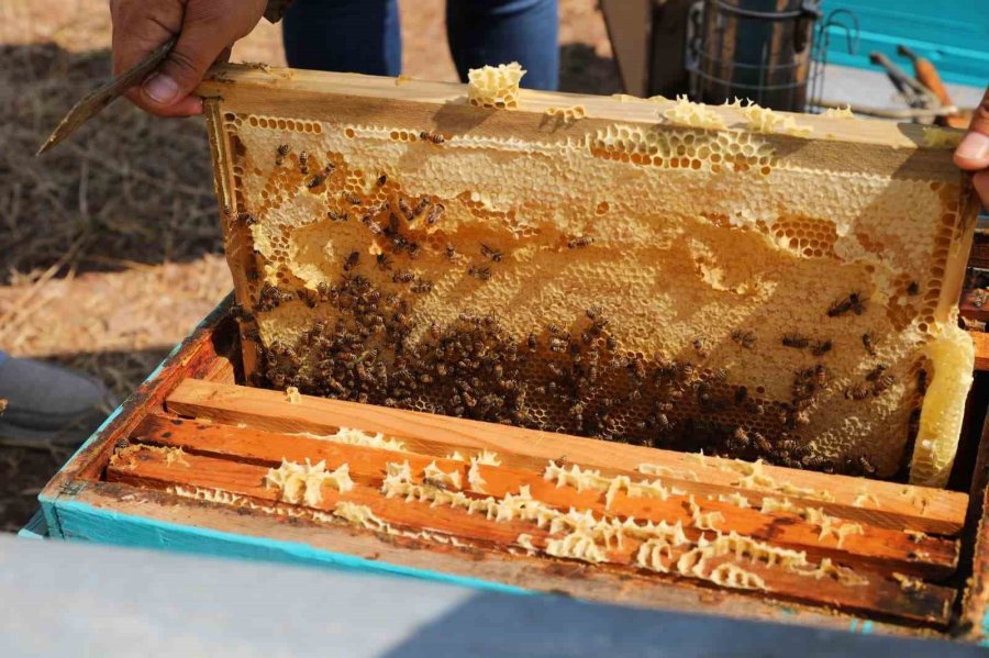 Niğde’nin ’geven Balı’ Coğrafi İşaretle Tescillendi