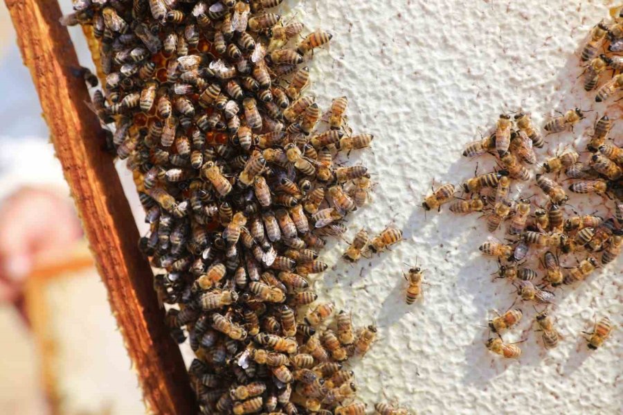 Niğde’nin ’geven Balı’ Coğrafi İşaretle Tescillendi