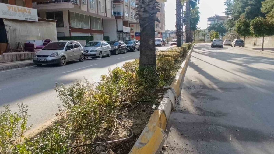 Antalya’da Virajı Alamadı, Palmiye Ağacına Çarptı