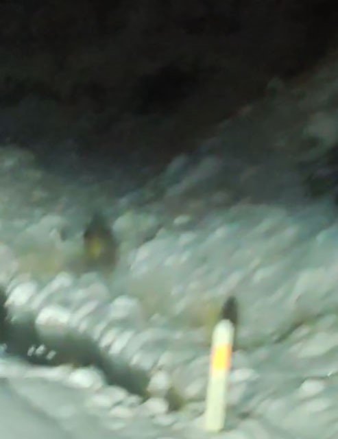 Aç Kalan Yaban Domuzu Kara Yoluna İndi