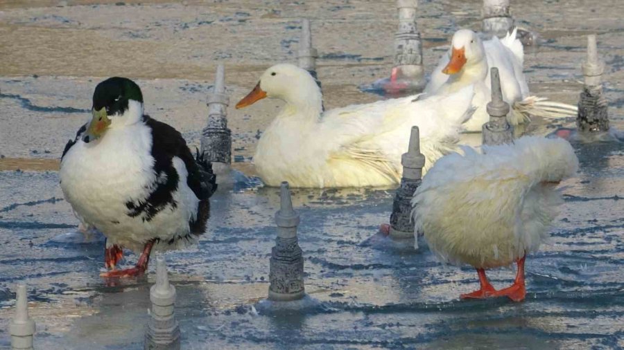 Konya’da Soğuktan Süs Havuzları Buz Tuttu