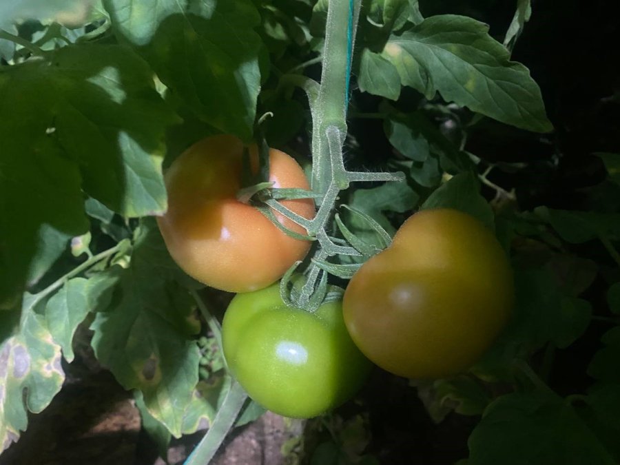 Antalya’da Üretici Don Nöbetinde