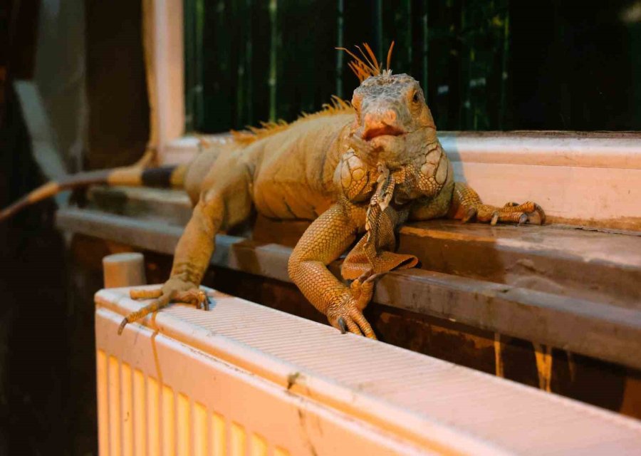 Antalya’da Soğuğa Hassas Olan Hayvanlara Sıcak Önlemler