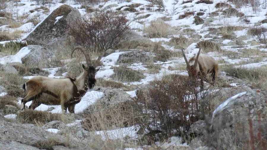 Niğde’de Yaban Keçisi Sayısı Artış Gösterdi