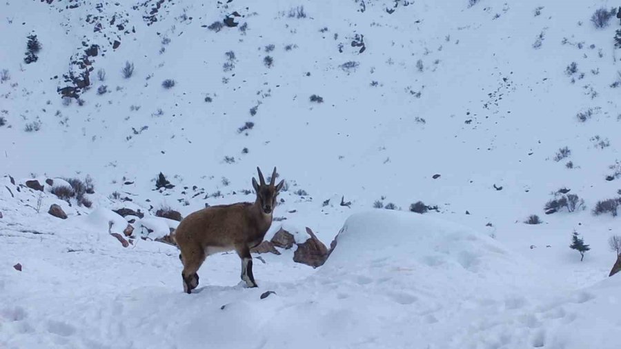 Niğde’de Yaban Keçisi Sayısı Artış Gösterdi