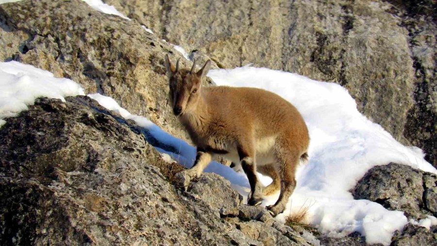 Niğde’de Yaban Keçisi Sayısı Artış Gösterdi