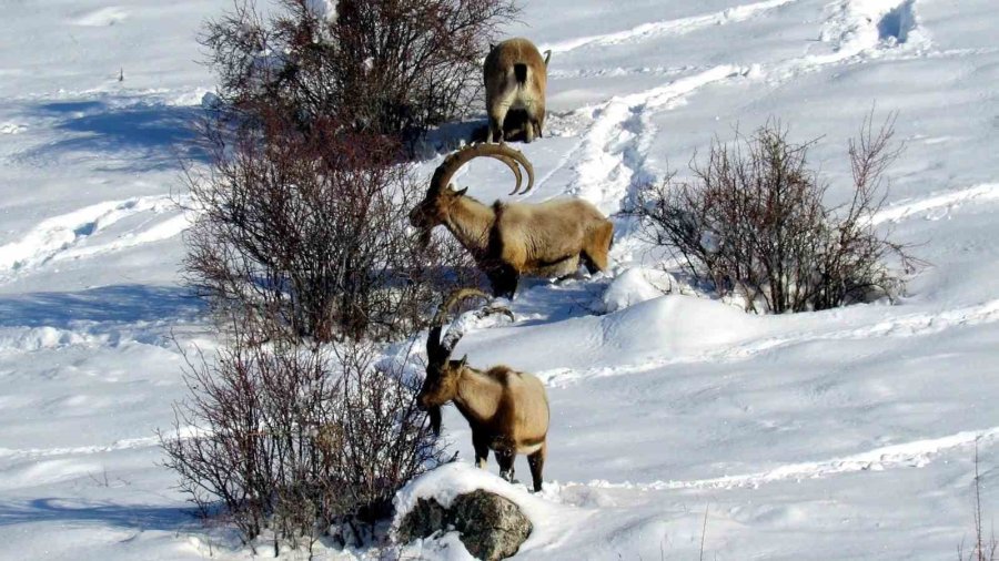Niğde’de Yaban Keçisi Sayısı Artış Gösterdi