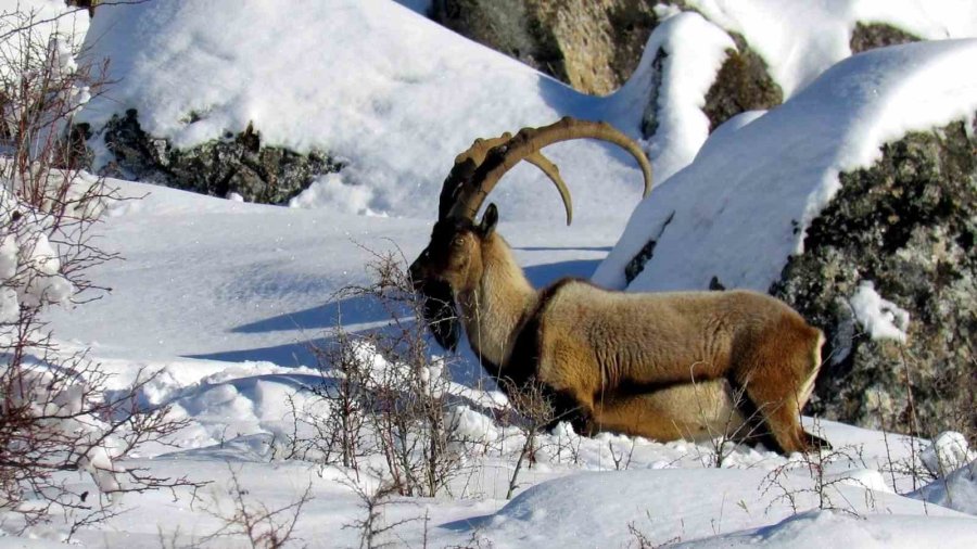 Niğde’de Yaban Keçisi Sayısı Artış Gösterdi