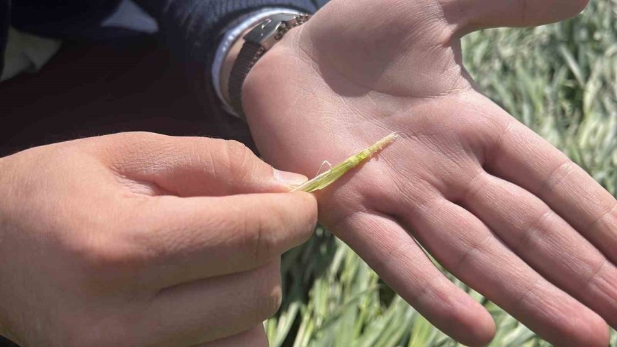 Konya Ovası’nda Karsız Sezon Endişesi