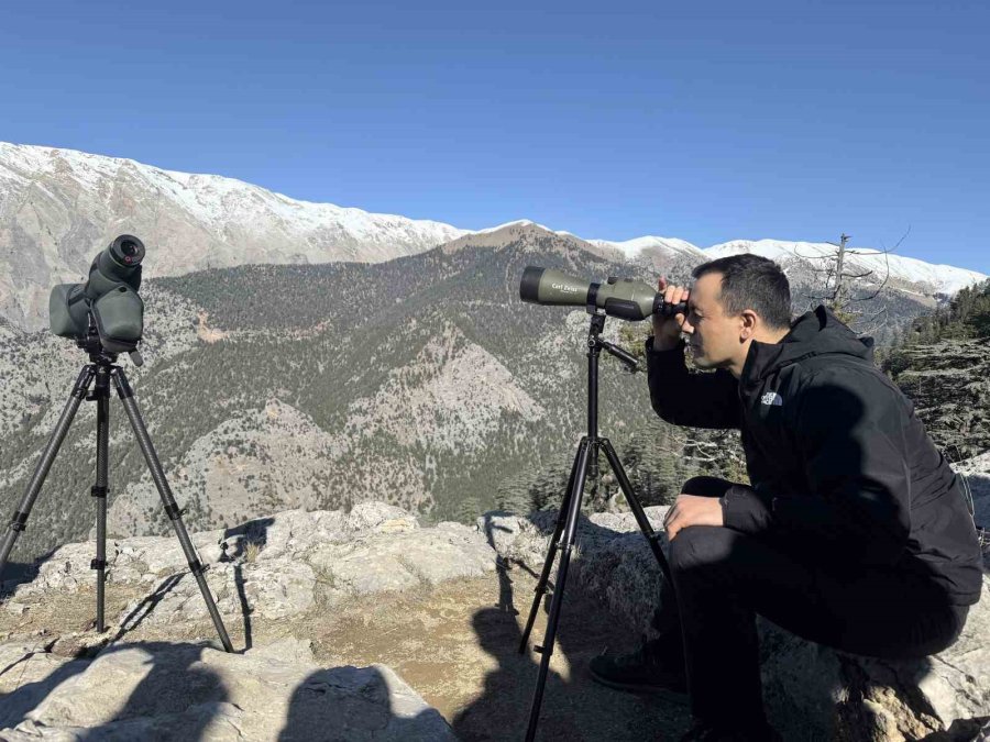 Toroslardaki Yaban Keçileri Koruma Altında