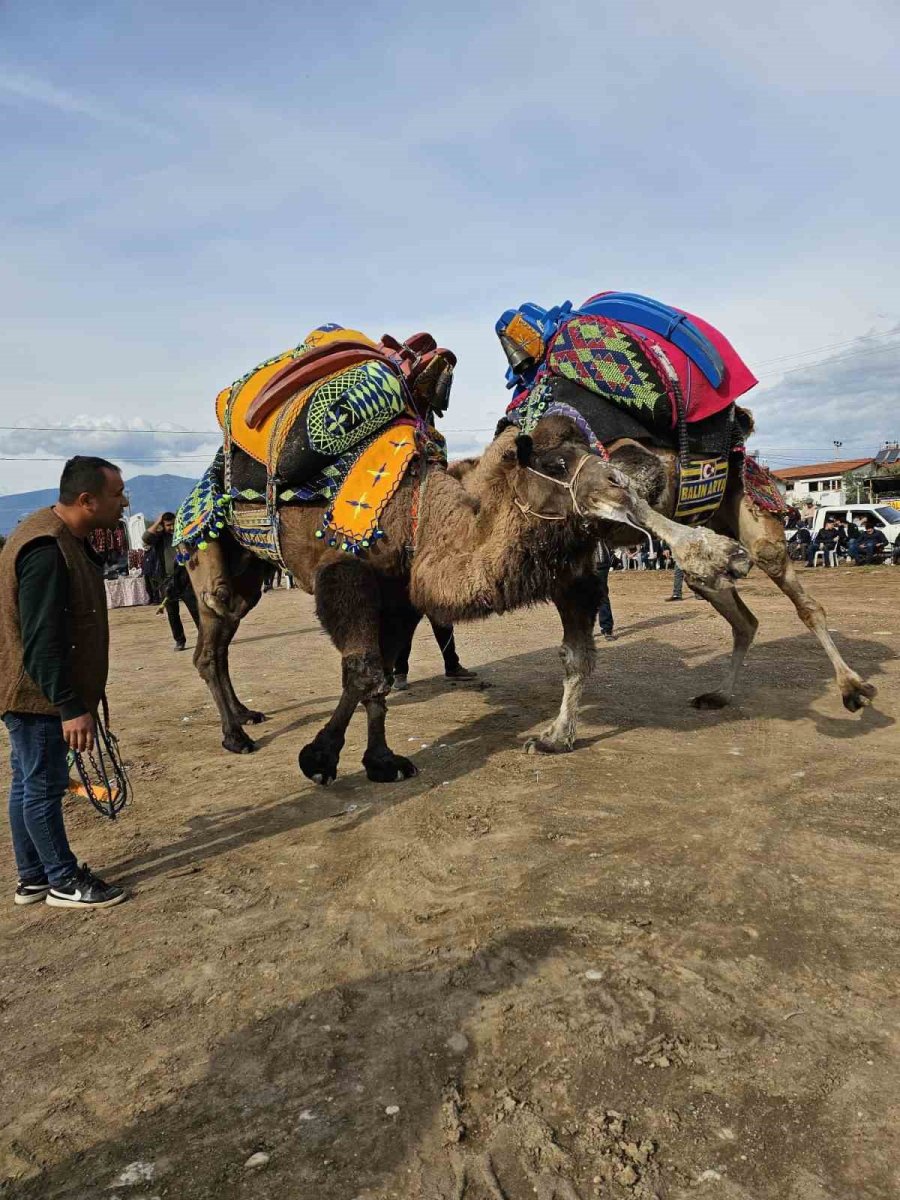 Şap Hastalığı Deve Güreş Gösterilerine De Sekte Vurdu