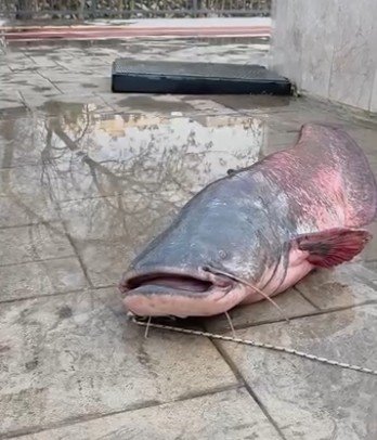 Mersin’de Göksu Nehri’nde Yakalanan Dev Yayın Balığı Güçlükle Kıyıya Alındı