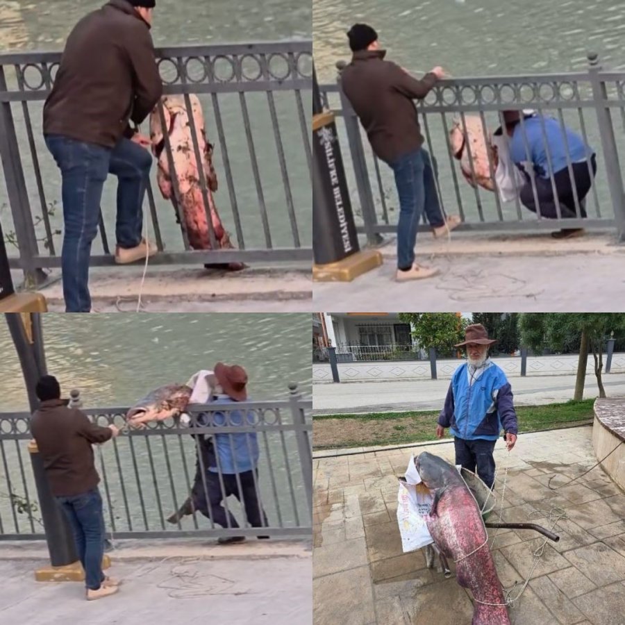 Mersin’de Göksu Nehri’nde Yakalanan Dev Yayın Balığı Güçlükle Kıyıya Alındı