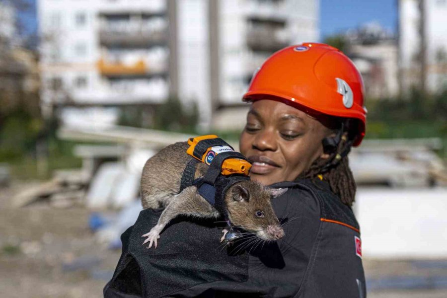 Arama Kurtarmada Yeni Dönem: Enkaz Altında Kalanları Kahraman Fareler Kurtaracak