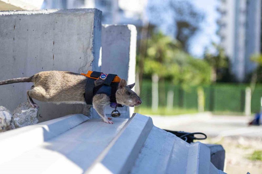 Arama Kurtarmada Yeni Dönem: Enkaz Altında Kalanları Kahraman Fareler Kurtaracak