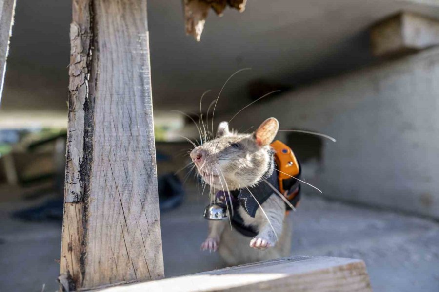Arama Kurtarmada Yeni Dönem: Enkaz Altında Kalanları Kahraman Fareler Kurtaracak
