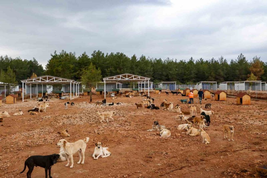 Büyükşehir Sokak Köpekleri İçin Doğal Yaşam Alanı Kapasitesini Arttırdı