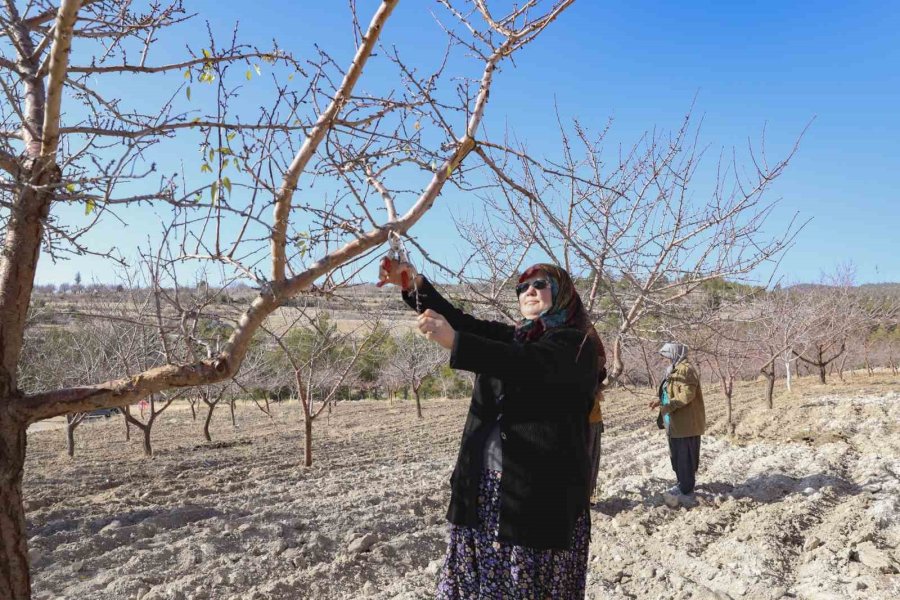 Mersin’de Organik Tarım Desteğiyle Üretim Doğallaşıyor
