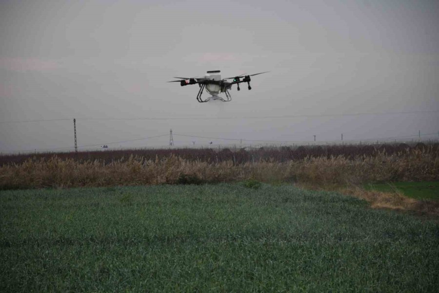 Mersin’de Dronla Gübreleme Ve İlaçlama Çiftçinin Zayiatını Sıfıra İndirdi, Zamandan Tasarruf Sağladı