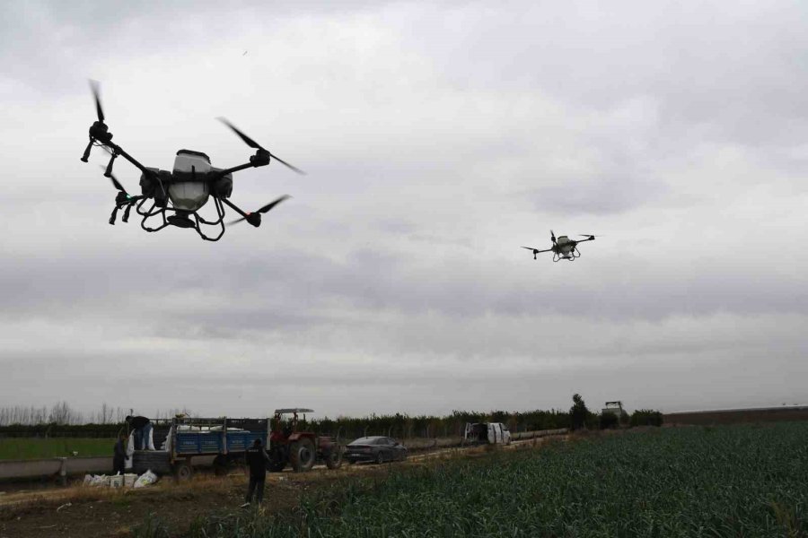 Mersin’de Dronla Gübreleme Ve İlaçlama Çiftçinin Zayiatını Sıfıra İndirdi, Zamandan Tasarruf Sağladı