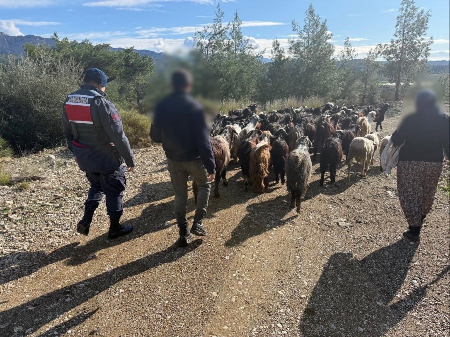 Antalya’da Kaybolan 55 Küçükbaş Hayvan Jandarma Ekiplerince Bulundu