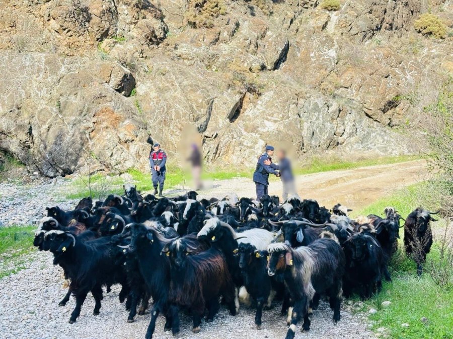 Antalya’da Kaybolan 55 Küçükbaş Hayvan Jandarma Ekiplerince Bulundu