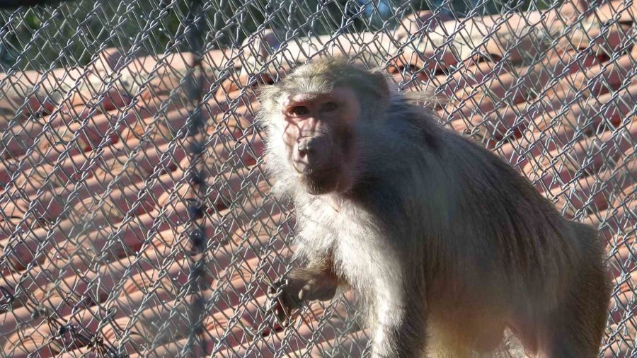 Terminalde Koli İçinde Yakalanan Yavru Maymunun ’fıstık’ Gibi Hayatı Oldu
