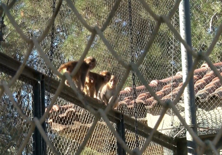 Terminalde Koli İçinde Yakalanan Yavru Maymunun ’fıstık’ Gibi Hayatı Oldu