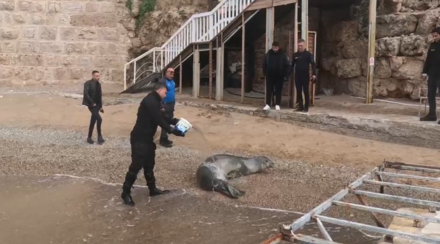 Yunanistan’dan Kaçıp Antalya’da Sahilde Hareketsiz Bulunan Akdeniz Foku Denize Salındı