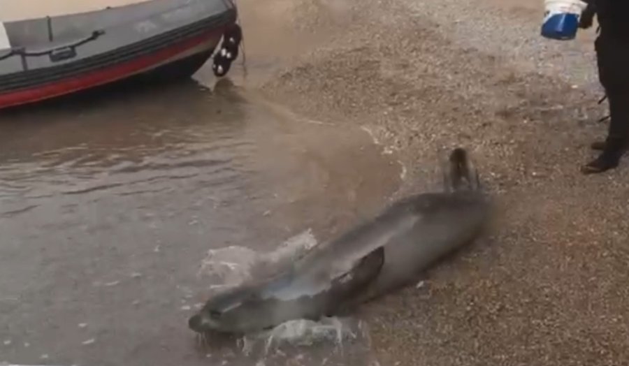 Yunanistan’dan Kaçıp Antalya’da Sahilde Hareketsiz Bulunan Akdeniz Foku Denize Salındı