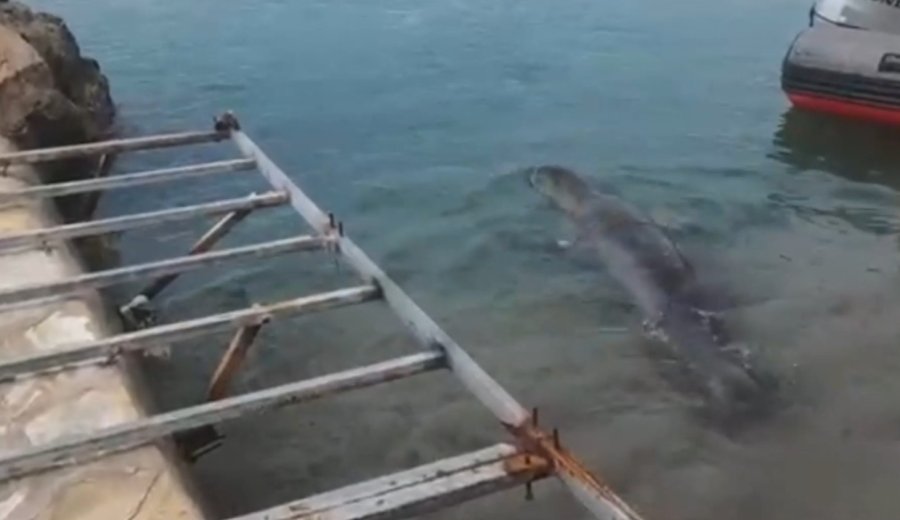 Yunanistan’dan Kaçıp Antalya’da Sahilde Hareketsiz Bulunan Akdeniz Foku Denize Salındı