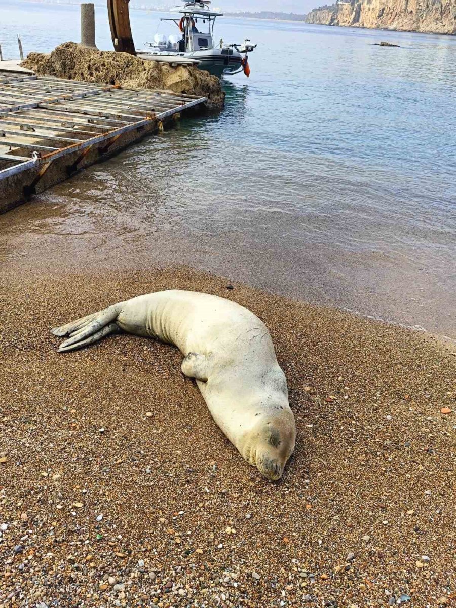 Yunanistan’dan Kaçıp Antalya’da Sahilde Hareketsiz Bulunan Akdeniz Foku Denize Salındı