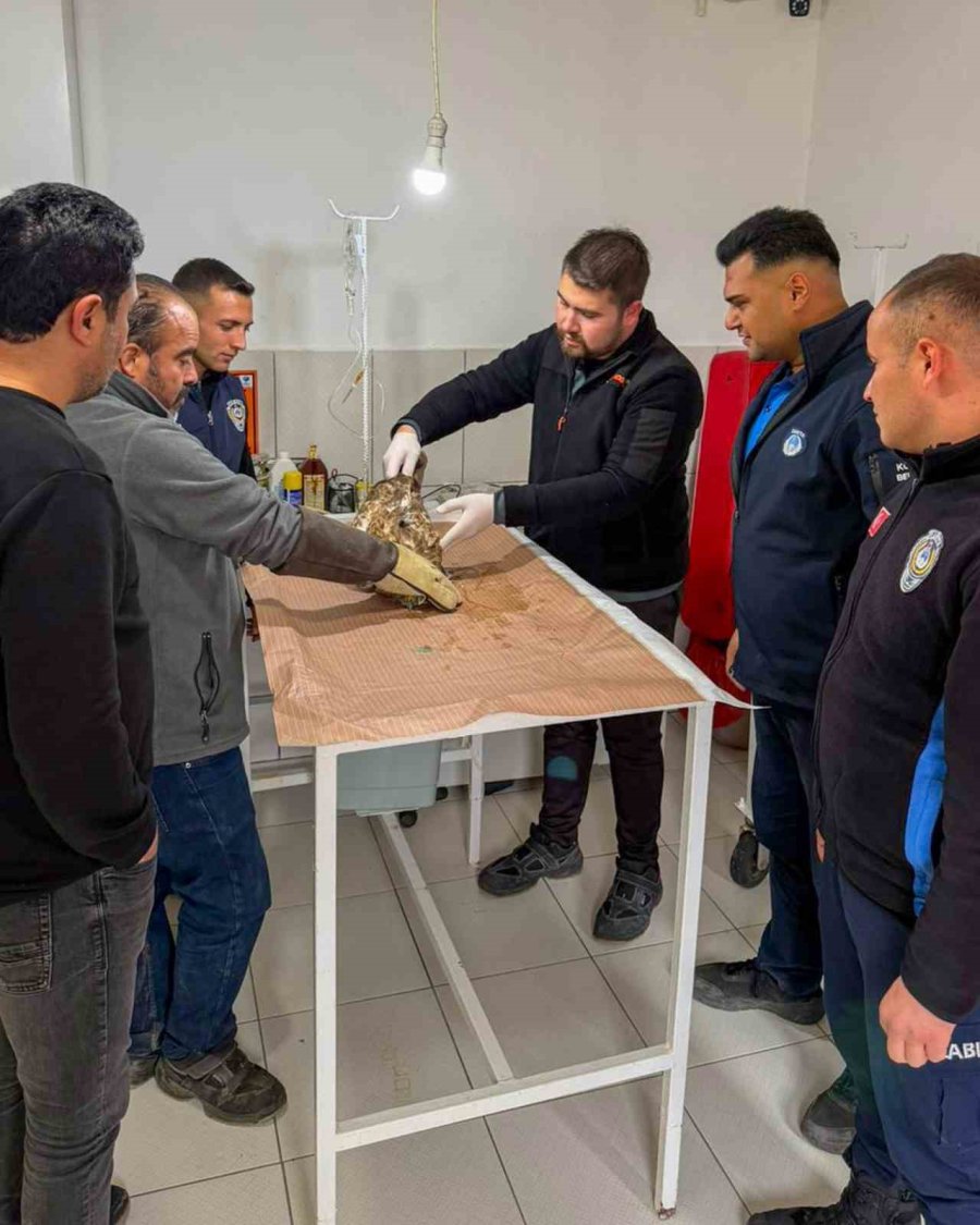 Kumluca’da Yaralı Atmaca Tedavisi Sonrası Doğaya Bırakıldı