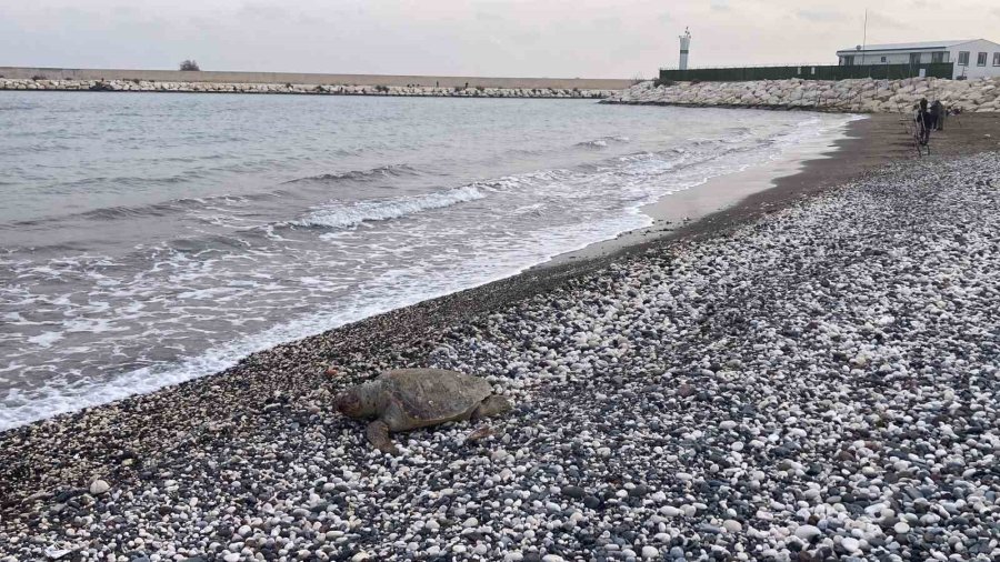 Telef Olan Caretta Caretta Halk Plajına Vurdu