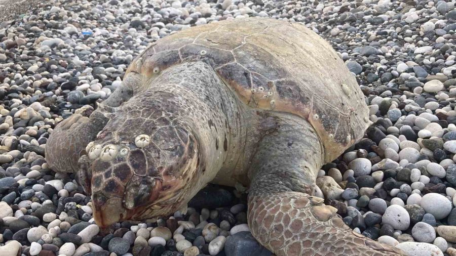 Telef Olan Caretta Caretta Halk Plajına Vurdu