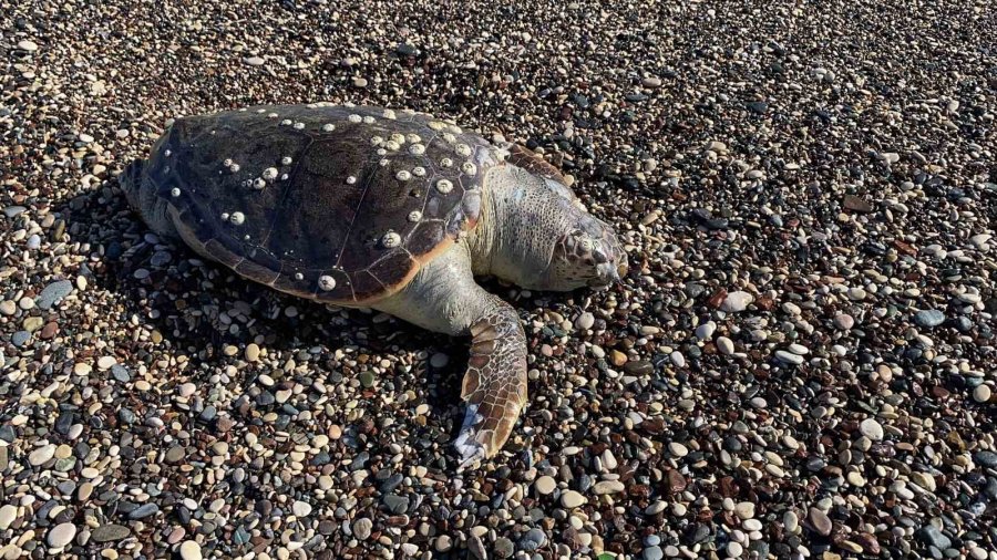 Erdemli Sahilinde Üzücü Manzara: 2 Günde 2 Caretta Caretta Telef Oldu