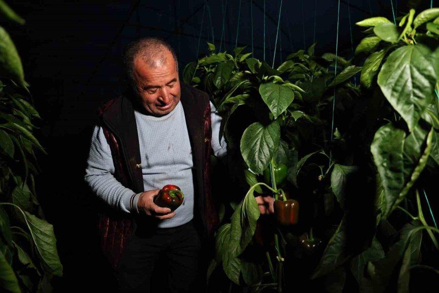 Seralarda Dona Karşı Sıcaklıklar Cep Telefonundan Anlık Takip Ediliyor