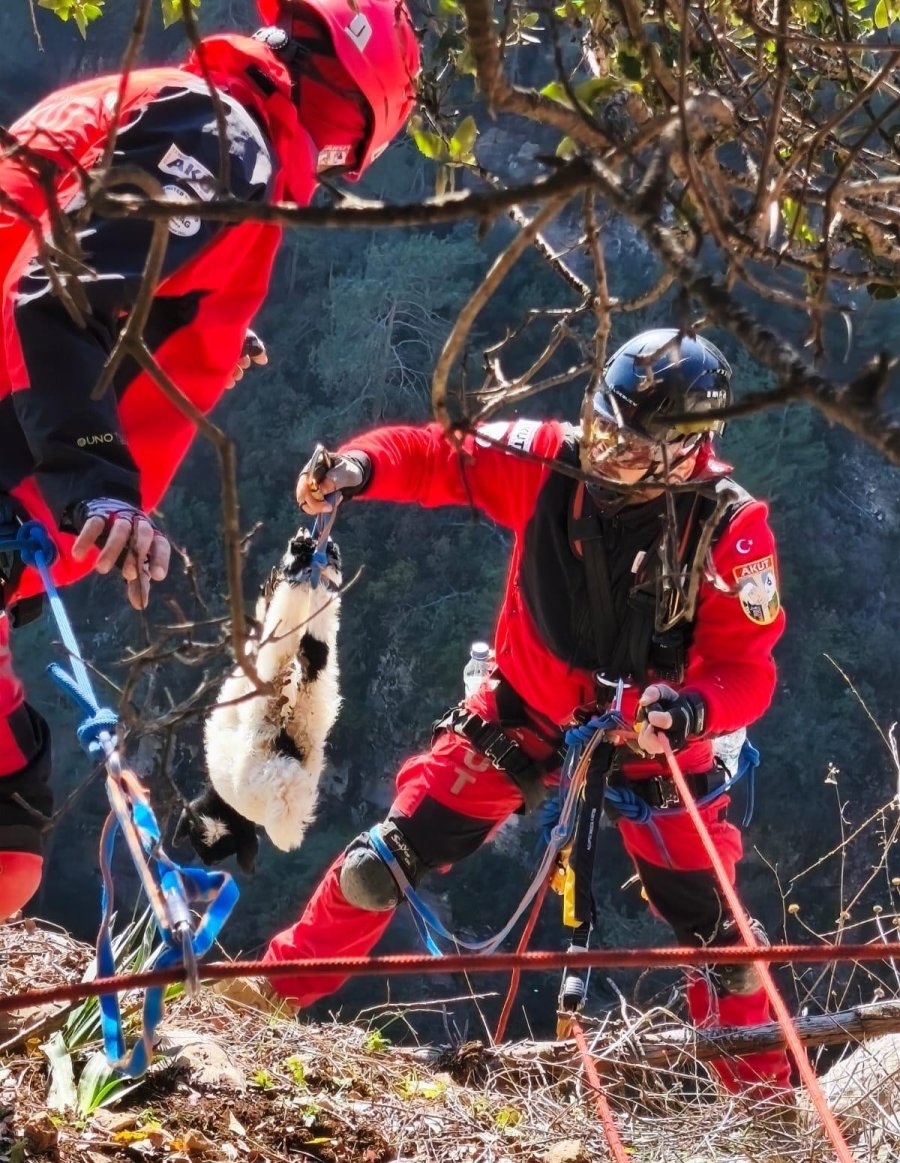 Uçurumdan Düşen Kuzuyu Ekipler Kurtardı