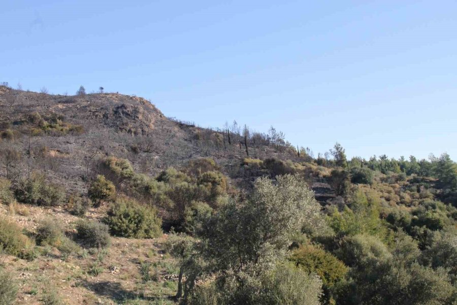 Antalya’daki Orman Yangınında Zararın Boyutu Gündüz Ortaya Çıktı: 2 Hektar Zarar Gördü