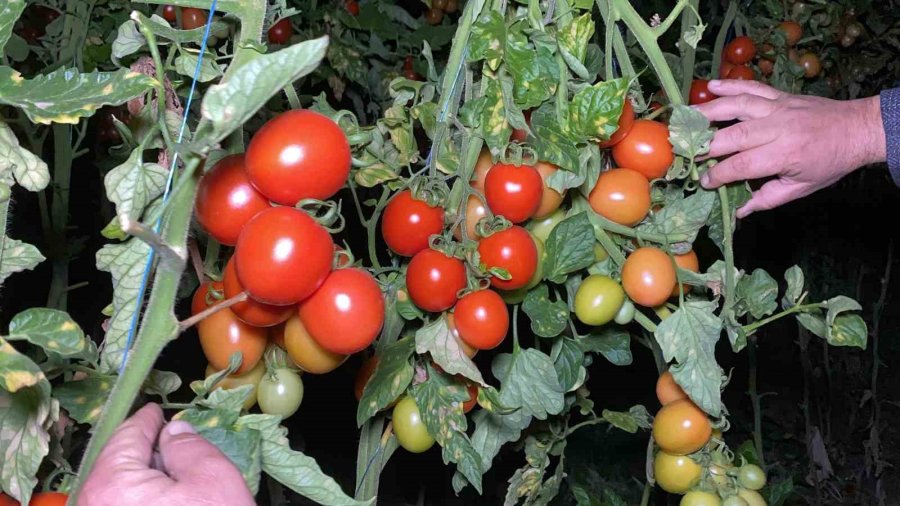 Termometreler Eksiyi Gördü, Zirai Don Nöbeti Başladı