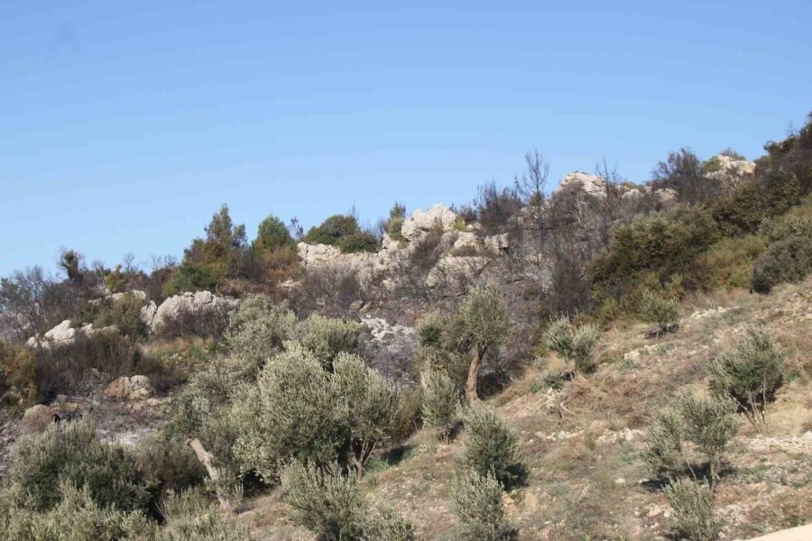 Antalya’daki Orman Yangınında Zararın Boyutu Gündüz Ortaya Çıktı: 2 Hektar Zarar Gördü