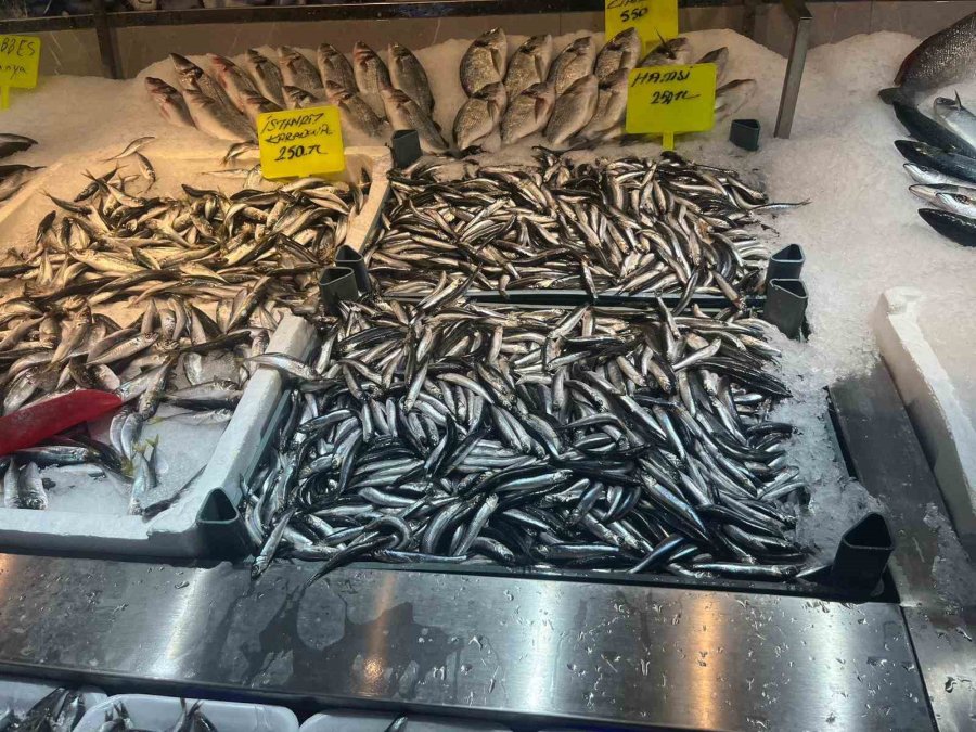 Alanyalı Balıkçıdan Şehit Ve Gazilerin Ailelerine Ücretsiz Balık