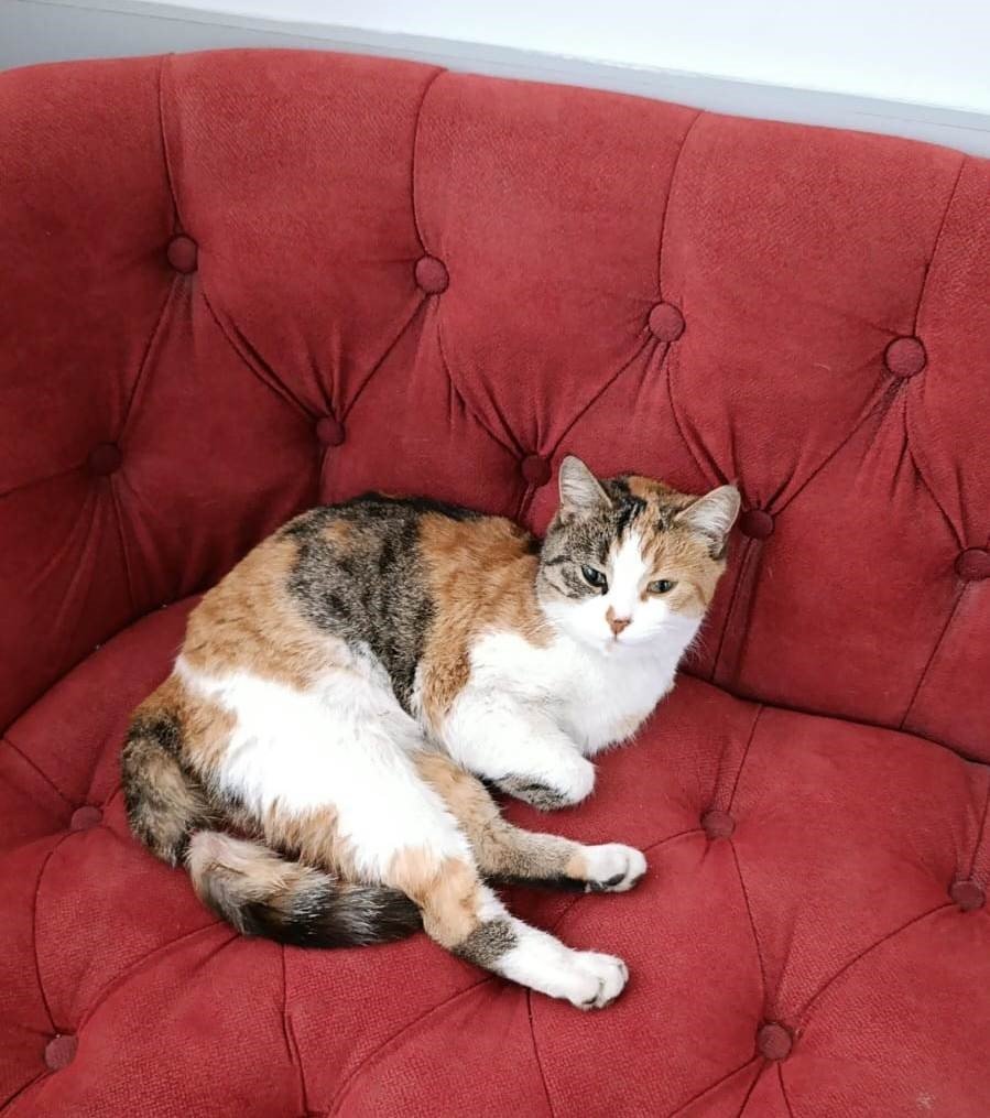 Silifke’de Yürekleri Isıtan Kurtarma