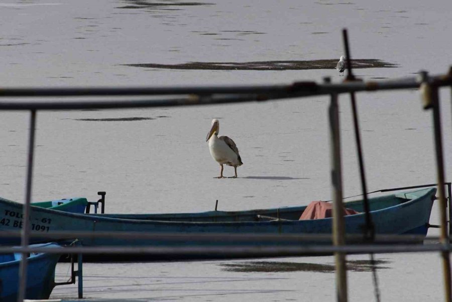 Pelikanlar, Kıyıları Buzla Kaplanan Gölde Görüntülendi, Kuş Severler Kıyıya Akın Etti