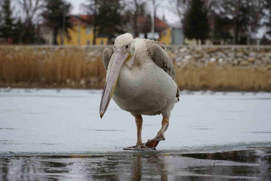 Pelikanlar, Kıyıları Buzla Kaplanan Gölde Görüntülendi, Kuş Severler Kıyıya Akın Etti