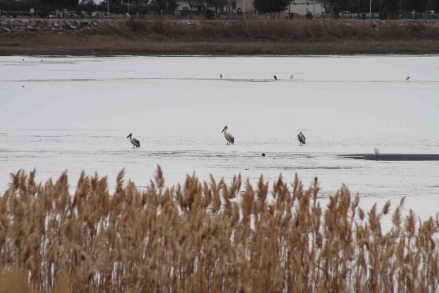 Pelikanlar, Kıyıları Buzla Kaplanan Gölde Görüntülendi, Kuş Severler Kıyıya Akın Etti