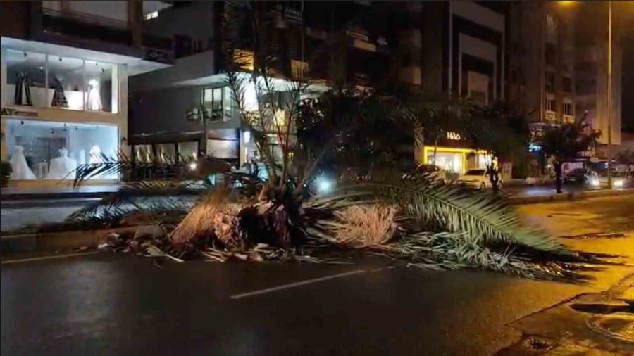 Antalya’da Fırtına Palmiye Ağacını İkiye Böldü