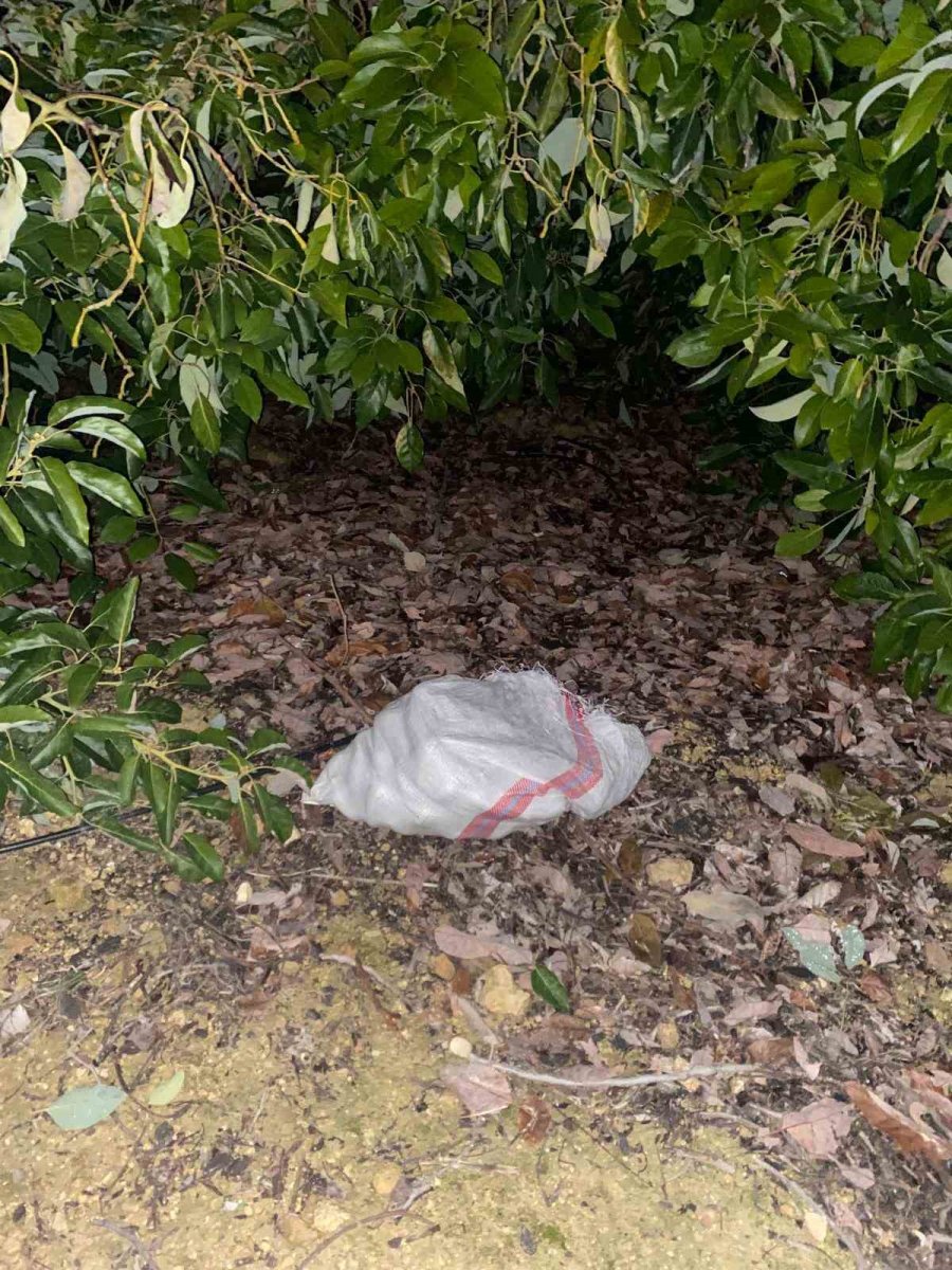 Jandarmayı Görünce Çaldıkları Avokadoları Bırakıp Kaçtılar