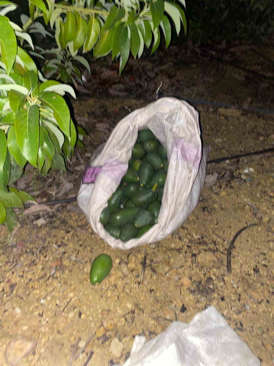 Jandarmayı Görünce Çaldıkları Avokadoları Bırakıp Kaçtılar