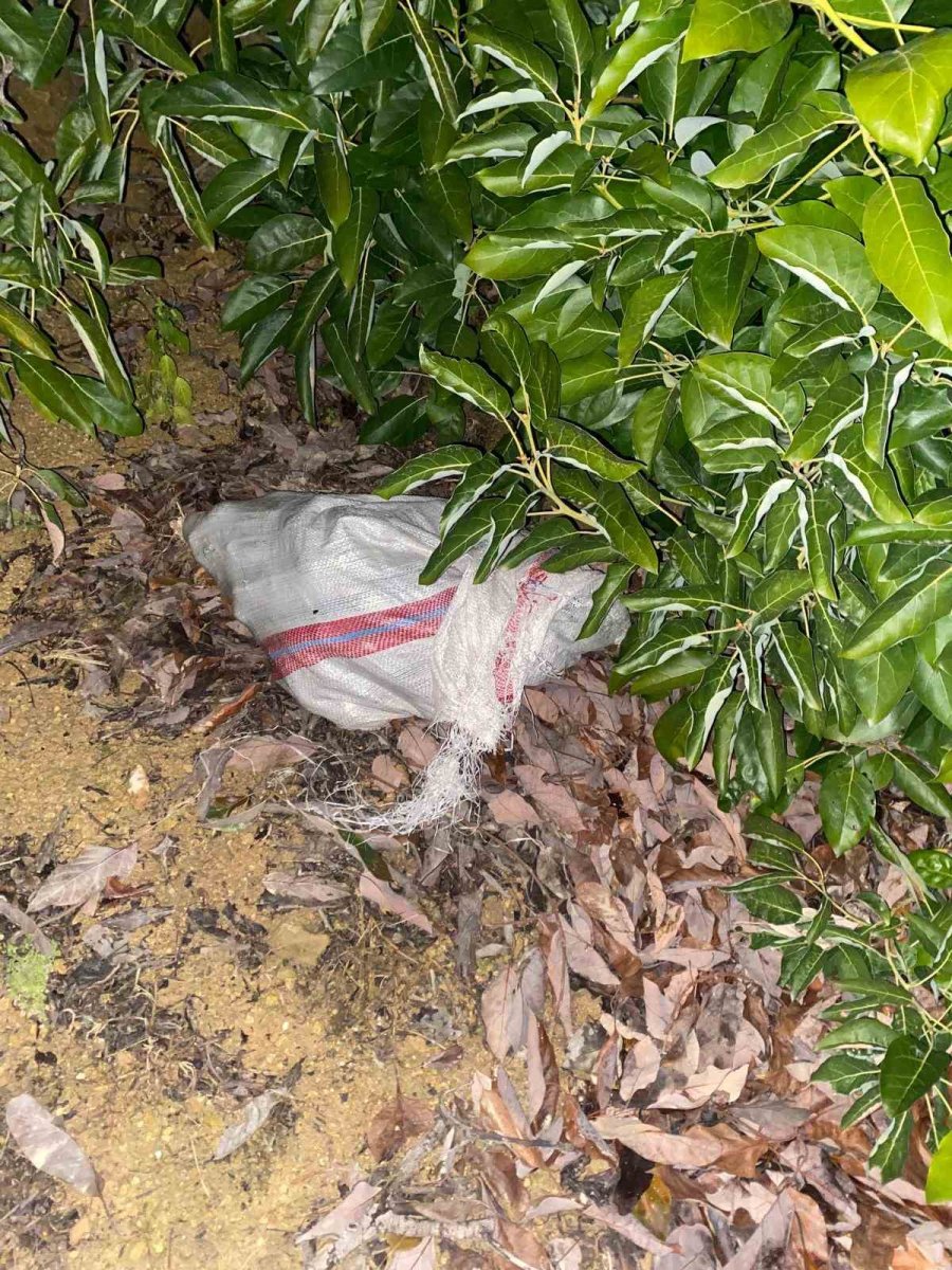 Jandarmayı Görünce Çaldıkları Avokadoları Bırakıp Kaçtılar